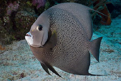 Grey Angelfish. Cozumel.  Canon 20D & Sigma 17-70 by Ross Gudgeon 